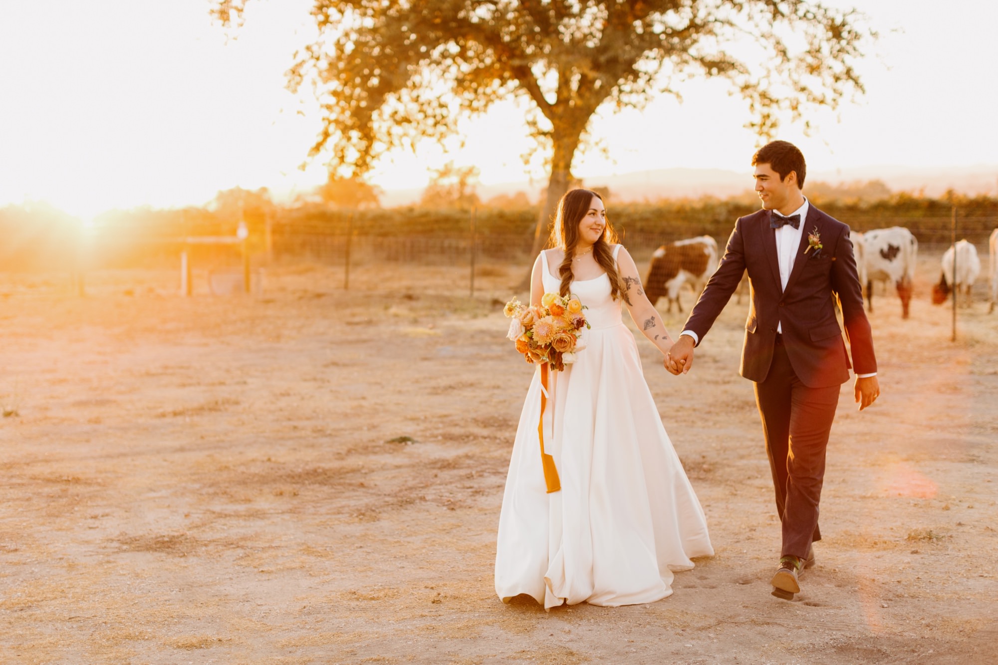 sunset portraits of couple holding hands in front of old oak tree and cows in a field at their 1800 El pomar wedding reception, sunset photos by tayler Enerle